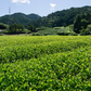 濃旨緑茶ティーバッグ 1袋5g×18個入×3袋 お茶 水出し 日本茶 緑茶 静岡 冷茶 ティーパック
