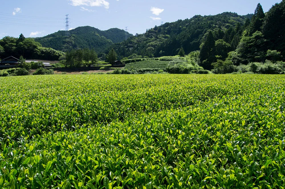 濃旨緑茶ティーバッグ 1袋5g×18個入×3袋 お茶 水出し 日本茶 緑茶 静岡 冷茶 ティーパック