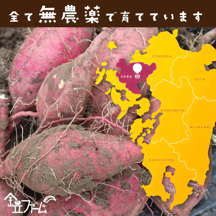 訳あり さつまいも 4kg 農薬不使用 「 佐賀県産 紅はるか 4kg 未選別 詰合せ 家庭用 」送料無料 福祉事業所直営農園栽培