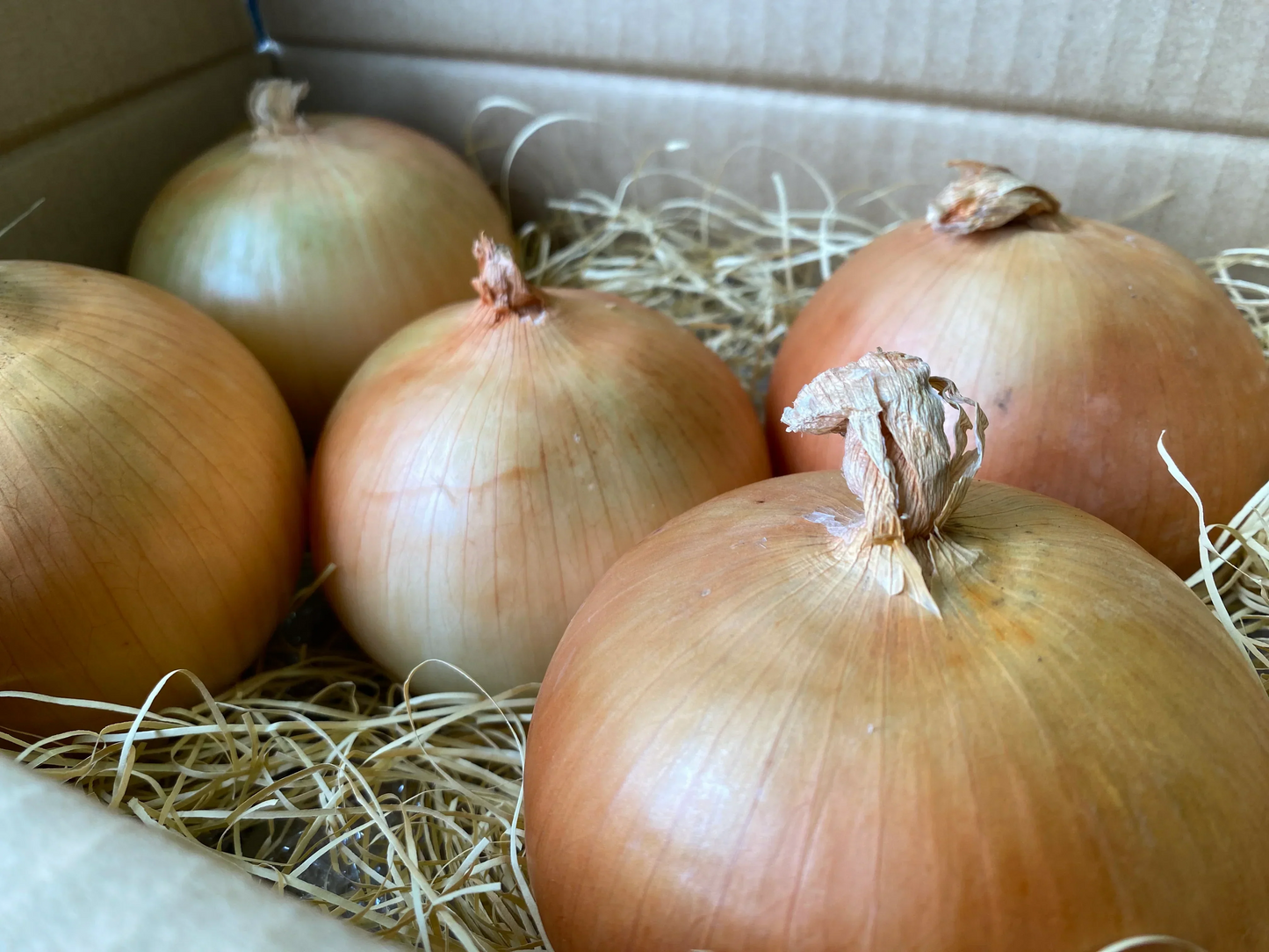 〈国産〉北海道産 大玉玉ねぎ(約1.5kg/5玉)