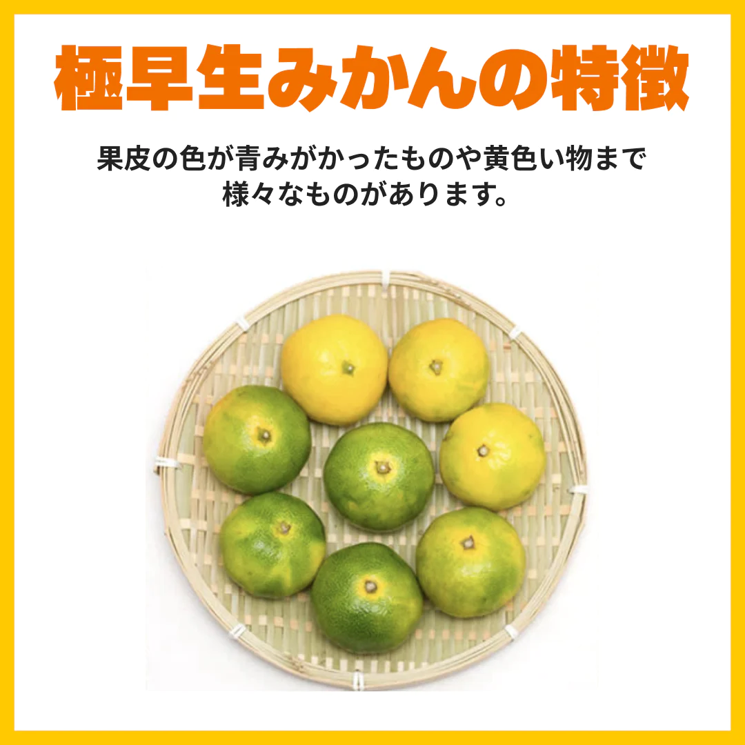 みかん 訳あり 送料無料 2kg 熊本みかん 熊本県産 極早生みかん 蜜柑 ミカン【ご新規さん限定商品】