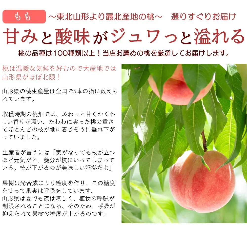 【8月中旬頃-9月中旬頃ご注文受付順次】白桃 約3kg 8-12玉前後 もも モモ 桃 ピーチ 山形産 お中元 ギフト 贈答
