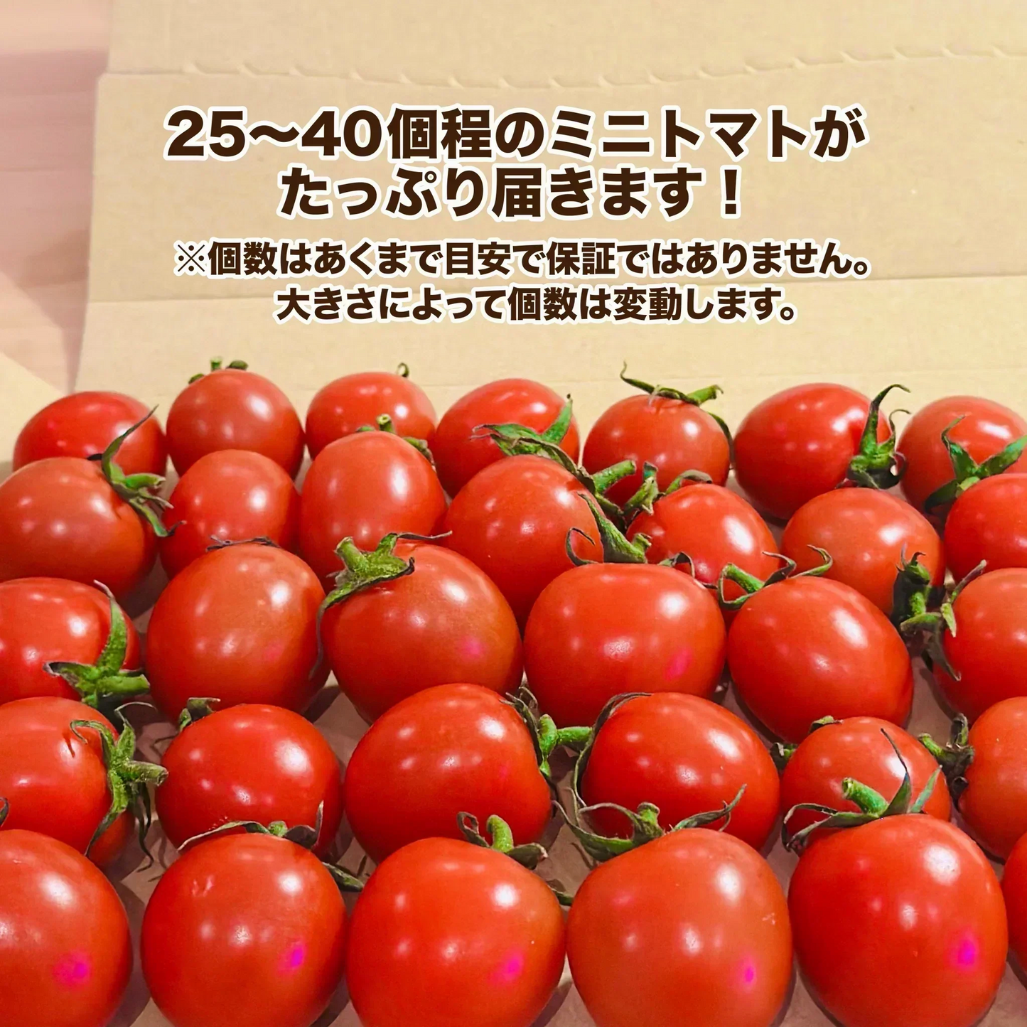 【１番早く届く！】【10月中旬頃〜12月末日までに発送】【予約】１番多い約450g！ぷちまるトマト(280~300g+保証分150g)日本一の産地から農家直送 熊本県産 野菜 青果 フルーツ ミニトマト【カウシェファーム収穫対象商品】
