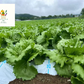 【2022年度 国内No.1獲得！】 クール便 市場直送！ 野菜セット 詰め合わせ 80サイズ箱 【 福袋 】玉ねぎ にんじん じゃがいも みかん 桃 シャインマスカット 食品 料理 フルーツ 果物 ギフト 贈答 お中元 お祝い 正月 謹賀新年