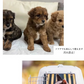 【高吸水性&漏れ防止】＼ スーパーワイド 160枚 ／ペットシーツ トイレシーツ 大判 犬 猫 トイレシート ペットシーツ 超吸水 ペットシーツ 使い捨て ペットシーツ 超吸水力 漏れ防止 防臭効果 高吸収ポリマー ペットシート トイレシート 大容量 猫 トイレ シーツ シート ペットシーツ スーパーワイド