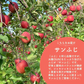 【11月下旬頃発送予定】 ＼岩渕さんちの／ 青森県産 訳あり サンふじ ご家庭用 約2kg林檎 りんご リンゴ 訳アリ 家庭用 青森 青森産 ふじ