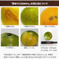 小玉 みかん 送料無料 訳あり みかん 小粒 1.5kg 家庭用 箱買い 果物 小粒 熊本 極早生 柑橘 九州 訳アリ だけど 小玉 で 甘い 蜜柑 わけあり 《9月末-10月下旬頃より発送予定》