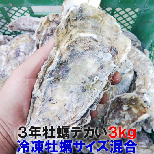 デカい牡蠣 殻付き 牡蠣 ３年牡蠣 ３ｋｇ 冷凍便 送料無料！３キロ 宮城県産 殻付き牡蠣 殻付き 松島牡蠣屋  殻付 カキ 加熱用 松島牡蠣屋 無選別牡蠣 牡蛎 ＢＢＱ バーベキュー食材 海産物 牡蠣通販 「３年牡蠣 ３ｋｇ」【80】