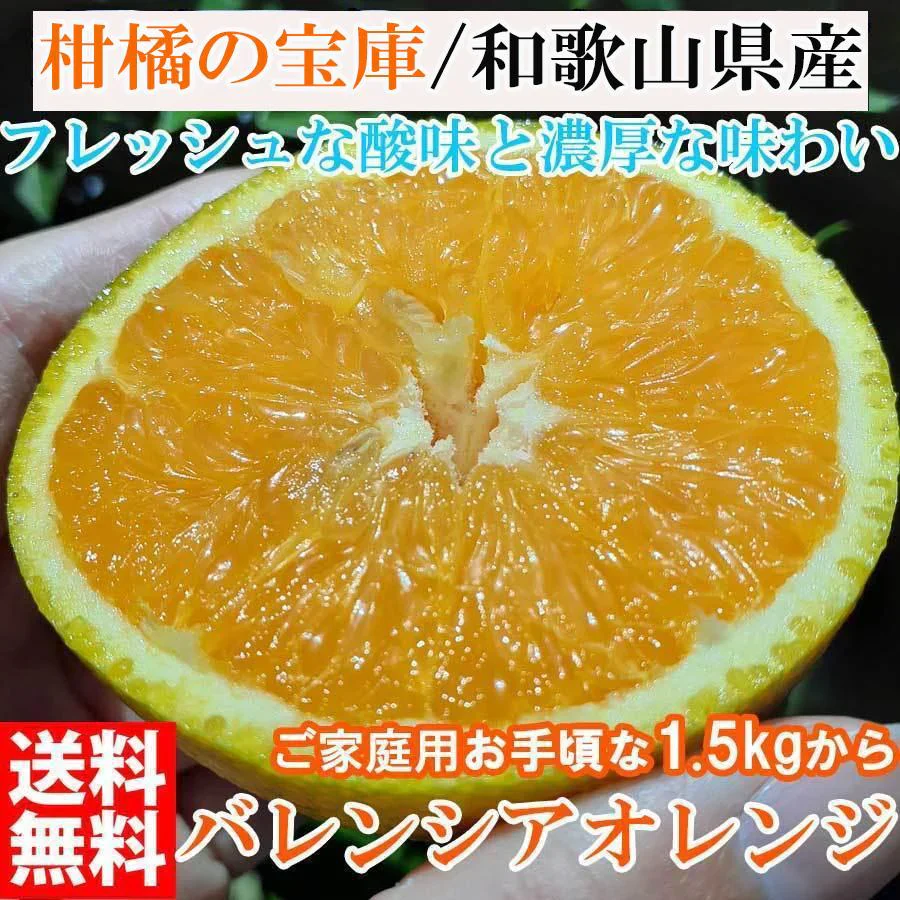 バレンシアオレンジ 和歌山産 1.５kg オレンジ みかん フルーツ 果物