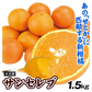 みかん　大分産　サンセレブ　1.5kg　ご家庭用（発送予定：2025年1月下旬より）
