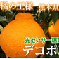 デコポン 約2kg ハウス栽培 光センサー選果 みかん 御歳暮 ギフト 送料無料 DEKOPON 熊本県産 不知火 フルーツ お取り寄せ 蜜柑 ミカン