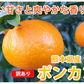 ポンカン 10kg 訳あり 送料無料 箱込 (内容量9kg+不良果補償分500g) 無選別 みかん 熊本県産 デコポン 蜜柑