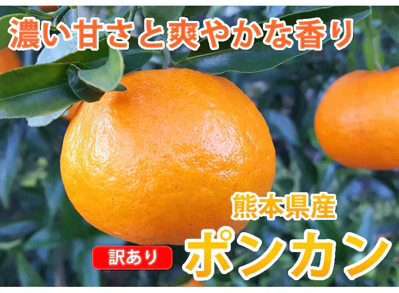 ポンカン 10kg 訳あり 送料無料 箱込 (内容量9kg+不良果補償分500g) 無選別 みかん 熊本県産 デコポン 蜜柑