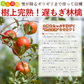 【12月上旬-下旬頃ご注文受付順次】サンふじ　りんご　約10kg箱　24-40玉前後　樹上完熟りんごを産地直送