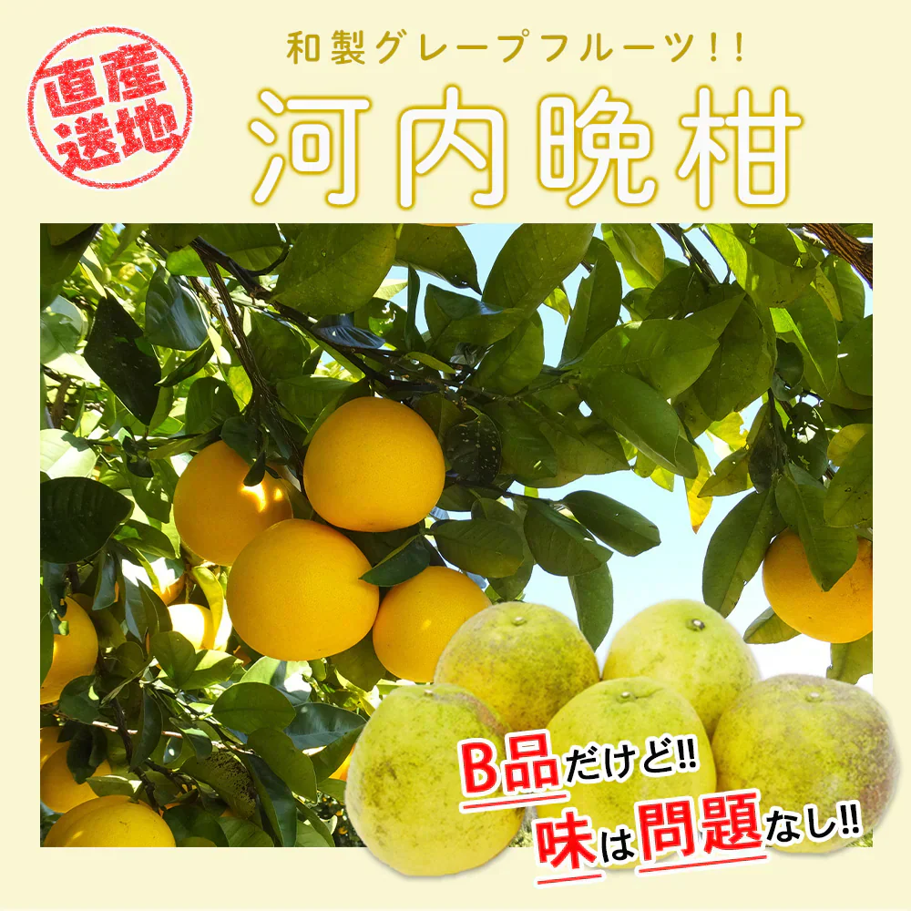 河内晩柑 Ｂ級品 (4kg) ※中玉・大玉MIX 訳あり  晩柑 ご家庭用 箱買い B品 サイズミックス 柑橘 みかん フルーツ 果物 産地直送 愛媛県産