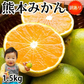 【10月上旬～中旬頃より順次出荷】みかん 訳あり 送料無料 1.5kg  熊本みかん 熊本県産 極早生みかん 蜜柑 ミカン