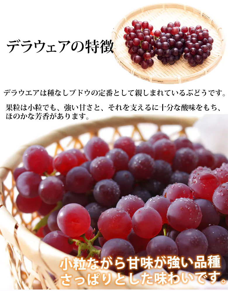 【6月下旬～7月上旬頃より順次出荷】デラウェア ぶどう 送料無料 1kg 8～10房 福岡県産 葡萄 黒ぶどう 巨峰 藤稔 ピオーネ