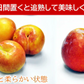 秋姫(あきひめ)プラム 1.5kg前後 8-15玉前後 山形産 ギフト フルーツ 果物 くだもの プラム すもも