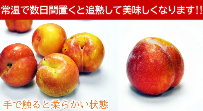 秋姫(あきひめ)プラム 1.5kg前後 8-15玉前後 山形産 ギフト フルーツ 果物 くだもの プラム すもも
