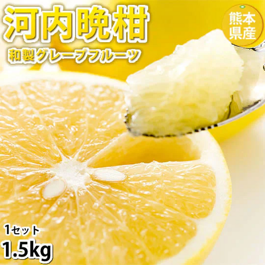 河内晩柑 文旦 みかん 訳あり 和製グレープフルーツ 1.5kg S～3L 晩柑 熊本県産 美生柑 グレープフルーツ