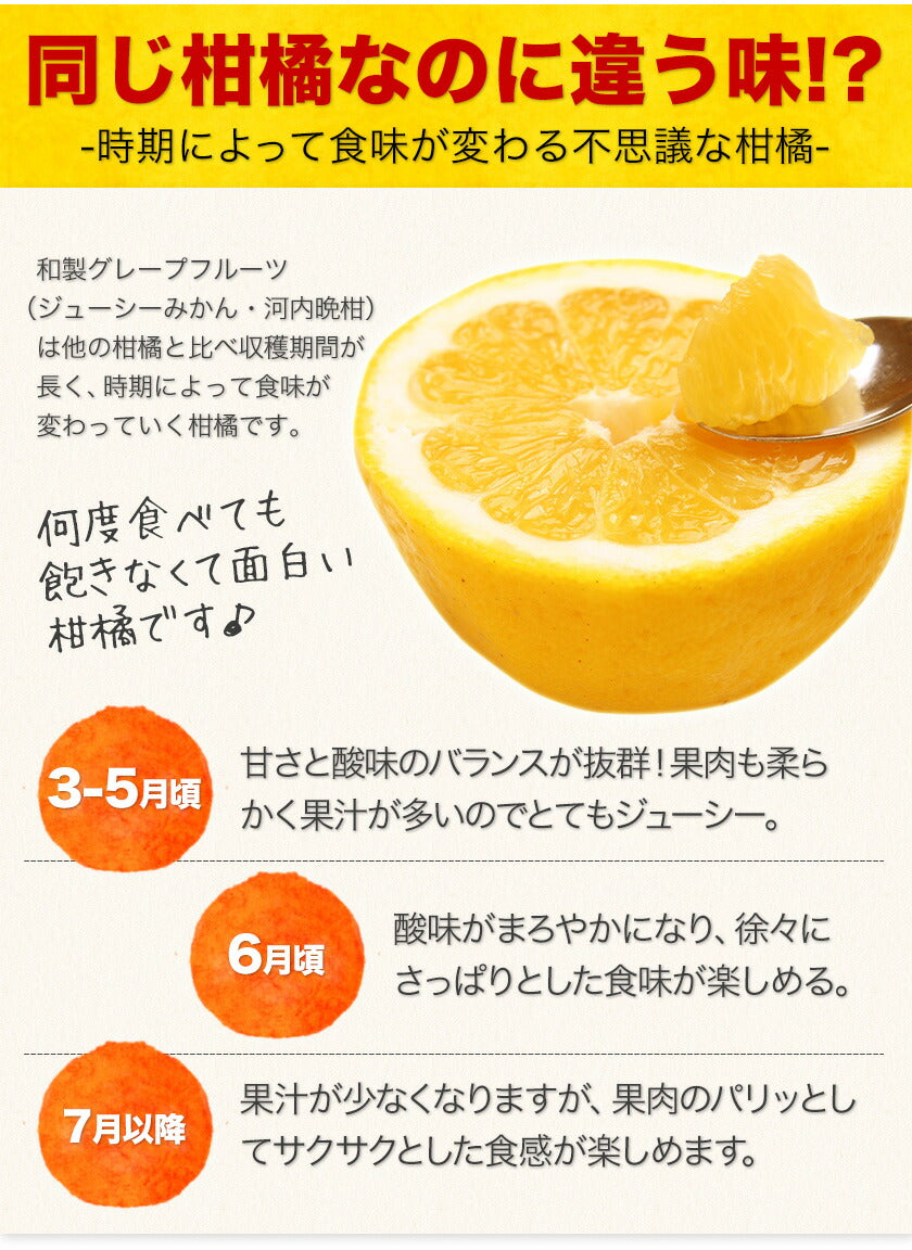 河内晩柑 5kg 送料無料 和製 グレープフルーツ フルーツ 果物 みかん 訳あり 夏文旦 晩柑 ジューシーみかん 熊本県産 《1-5営業日以内に発送予定》