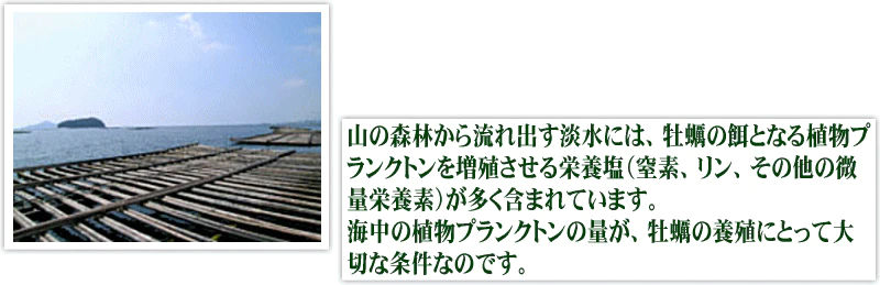 【超シェア買い祭】カキ かき 牡蠣 2kg 2L 広島県産(業務用)冷凍 牡蠣(かき)特大 2L 1kg(正味850g)×2袋 広島産  送料無料 カキ 鍋セット