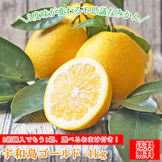 みかん　宇和島ゴールド　４ｋｇ　ｆゴ０４　家庭用　２箱ご購入でもう１箱おまけ　河内晩柑　ゴールド　愛南ゴールド　美生柑　夏文旦　宇和ゴールド　フレッシュつちやま　吉田みかん　愛媛　吉田　宇和島　青果　果物　ミカン　蜜柑　柑橘　フルーツ　送料無料　訳あり