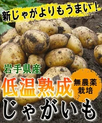 岩手県産 じゃがいも 5kg 無農薬栽培 きたあかり