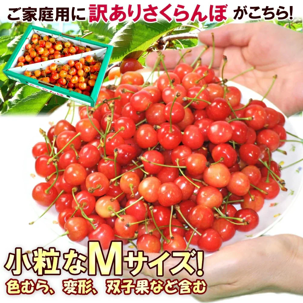 【6月中旬-7月中旬頃発送】山形産 訳あり さくらんぼ Mサイズ 約1kg バラ詰め