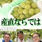 福島県産 秀品 シャインマスカット 大房２房セット