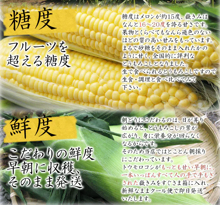 【8月下旬-9月下旬頃発送】嶽きみ とうもろこし 青森県が誇るプレミアム 24本セット まるで果物のような甘さ トウモロコシ コーン
