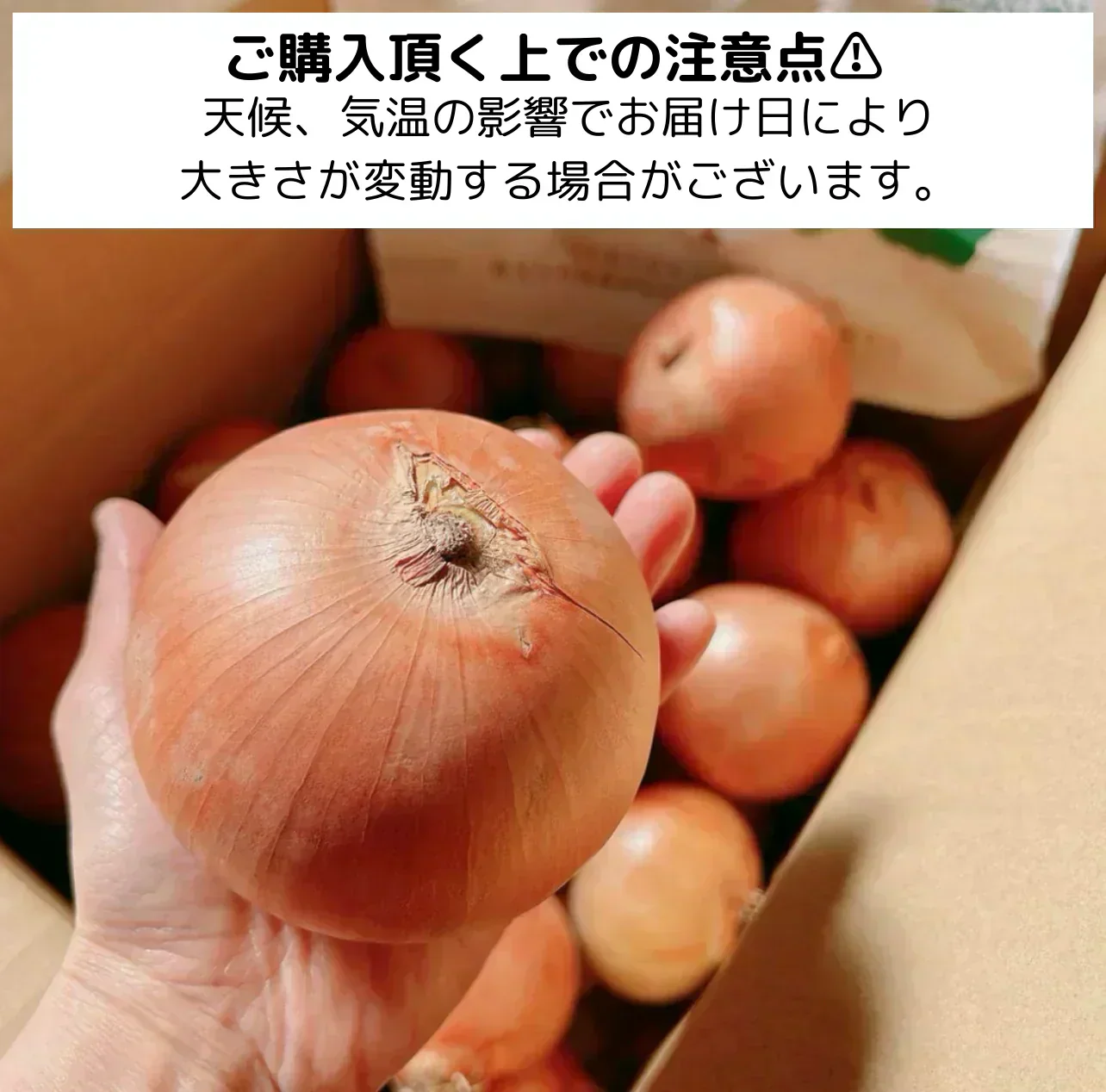 【有名飲食店 / ホテルも愛用】つやつやたまねぎ 10kg 野菜 根菜 玉葱 玉ねぎ タマネギ サラダ 市場 果物 料理 カレー 惣菜 ギフト【ご新規さん限定商品】