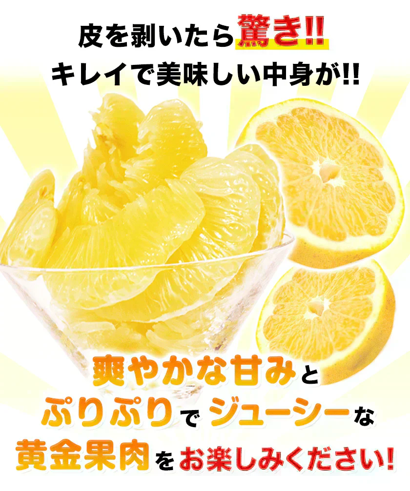 河内晩柑 送料無料 1.5kg 和製 グレープフルーツ 旬 の フルーツ 果物 みかん 訳あり 夏文旦 晩柑 宇和ゴールド ジューシーみかん 熊本県産 《1-5営業日以内に発送予定(土日祝日除く)》
