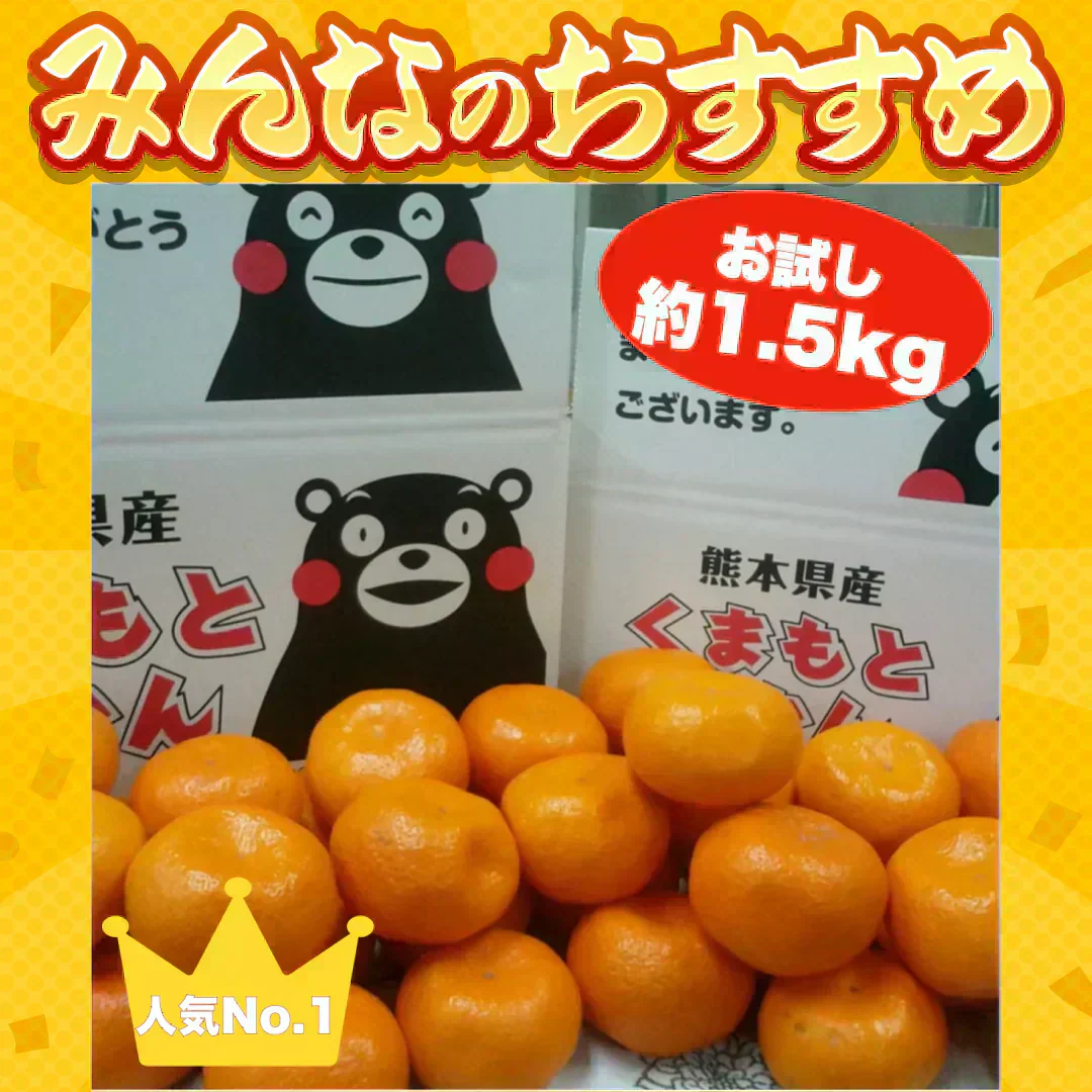 熊本産 みかん 訳あり 約1.5kg ご家庭用 60サイズ　送料無料 【9月中旬～10月下旬頃発送予定】