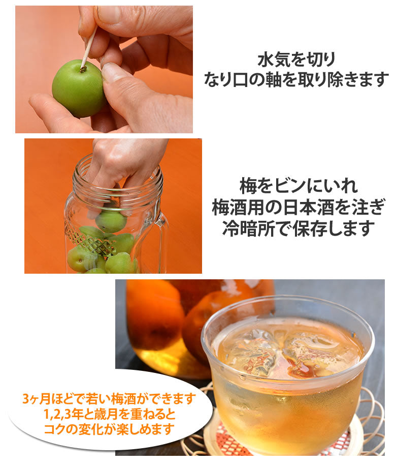 【6月上旬～中旬頃より順次出荷】南高梅 梅 送料無料 秀品 1.5kg クール便でお届け 熊本県産 最高級品種 ウメ 梅酒 フルーツ