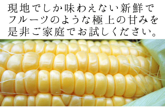 【8月下旬-9月下旬頃発送】嶽きみ とうもろこし 青森県が誇るプレミアム 24本セット まるで果物のような甘さ トウモロコシ コーン