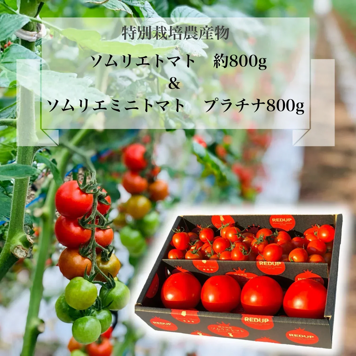 【特別栽培農産物】ソムリエ トマト 約800gと ソムリエ ミニトマト プラチナ800gのセット