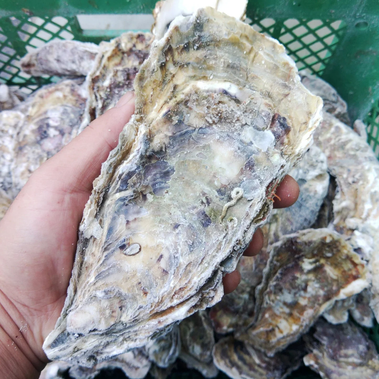 デカい牡蠣 殻付き 牡蠣 ３年牡蠣 １０ｋｇ 冷凍便 送料無料１０キロ 松島牡蠣屋 宮城県産 殻付き牡蠣 殻付き 殻付 カキ 加熱用 松島牡蠣屋 無選別牡蠣 牡蛎 ＢＢＱ バーベキュー食材 海産物 牡蠣通販 「３年牡蠣 １０ｋｇ」