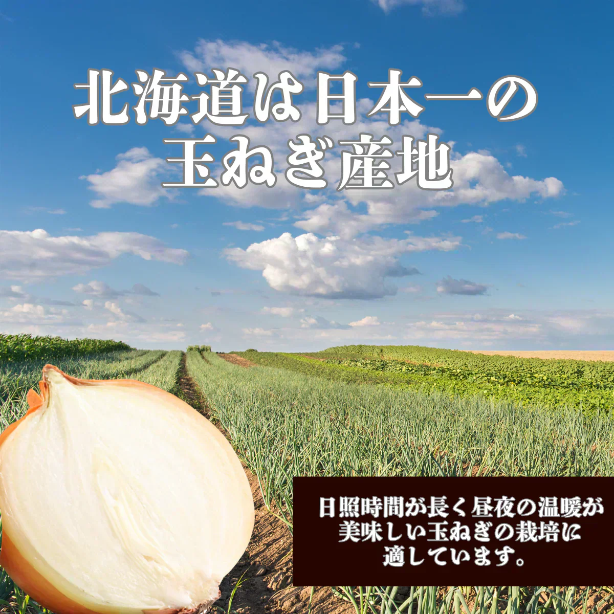 【配送エリア限定※北海道〜関西配送可能】タマネギ 1.2kg 小玉 玉葱 玉ねぎ 北海道産【カウシェファーム収穫対象商品】