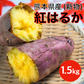 訳あり 紅はるか 1.5キロ 新物 サイズおまかせ さつまいも 蜜芋 熊本産 送料無料 60サイズ