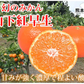 山下紅早生 みかん 幻のみかん 送料無料 秀品 2.5kg 希少品種 熊本県産  蜜柑 早生みかん ミカン