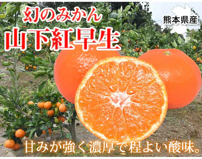 山下紅早生 みかん 幻のみかん 送料無料 秀品 2.5kg 希少品種 熊本県産  蜜柑 早生みかん ミカン