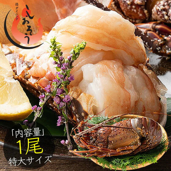伊勢海老 千葉県産 外房イセエビ 特大サイズ600g×1尾 刺身 冷凍 伊勢エビ 伊勢えび えび エビ 海鮮 魚介 プリプリ 濃厚 グルメ 贈り物 ［送料無料］ 母の日 プレゼント ギフト  母の日思いの 健康 実用的 父の日 子供 孫