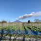 【鹿児島産】甘塩スナップエンドウ箱込み2キロ^_^