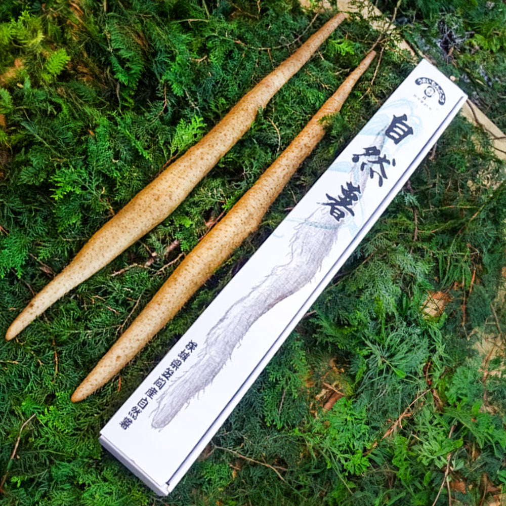【笠間市名産品】自然薯