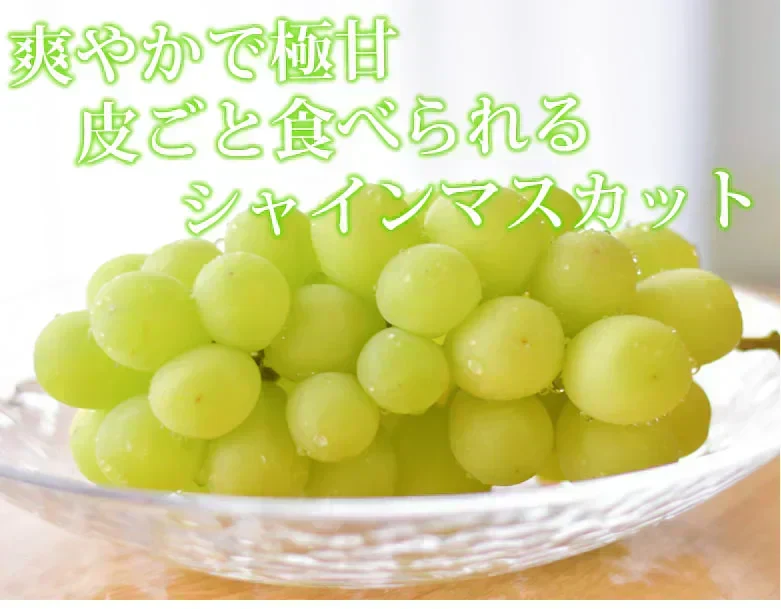 シャインマスカット ぶどう 送料無料 2kg 3〜5房 九州産 マスカット 葡萄 ブドウ