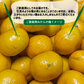 みかん 極早生 和歌山県産 約3kg S〜Lサイズ ご家庭用 紀南 有田 ミカン 極早生みかん ご自宅