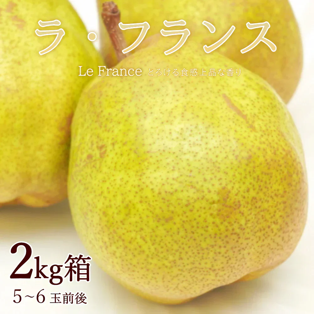 【11月中旬-12月下旬頃ご注文受付順次】洋梨　ラフランス　約2kg以上（5-6玉前後）化粧箱詰め　大玉サイズ　山形県産　西洋梨　なし　ようなし
