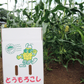 【8月下旬-9月下旬頃発送】嶽きみ 青森県が誇るプレミアム とうもろこし 12本セット まるで果物のような甘さ トウモロコシ コーン