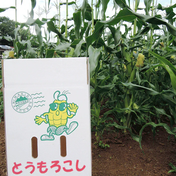 【8月下旬-9月下旬頃発送】嶽きみ 青森県が誇るプレミアム とうもろこし 12本セット まるで果物のような甘さ トウモロコシ コーン